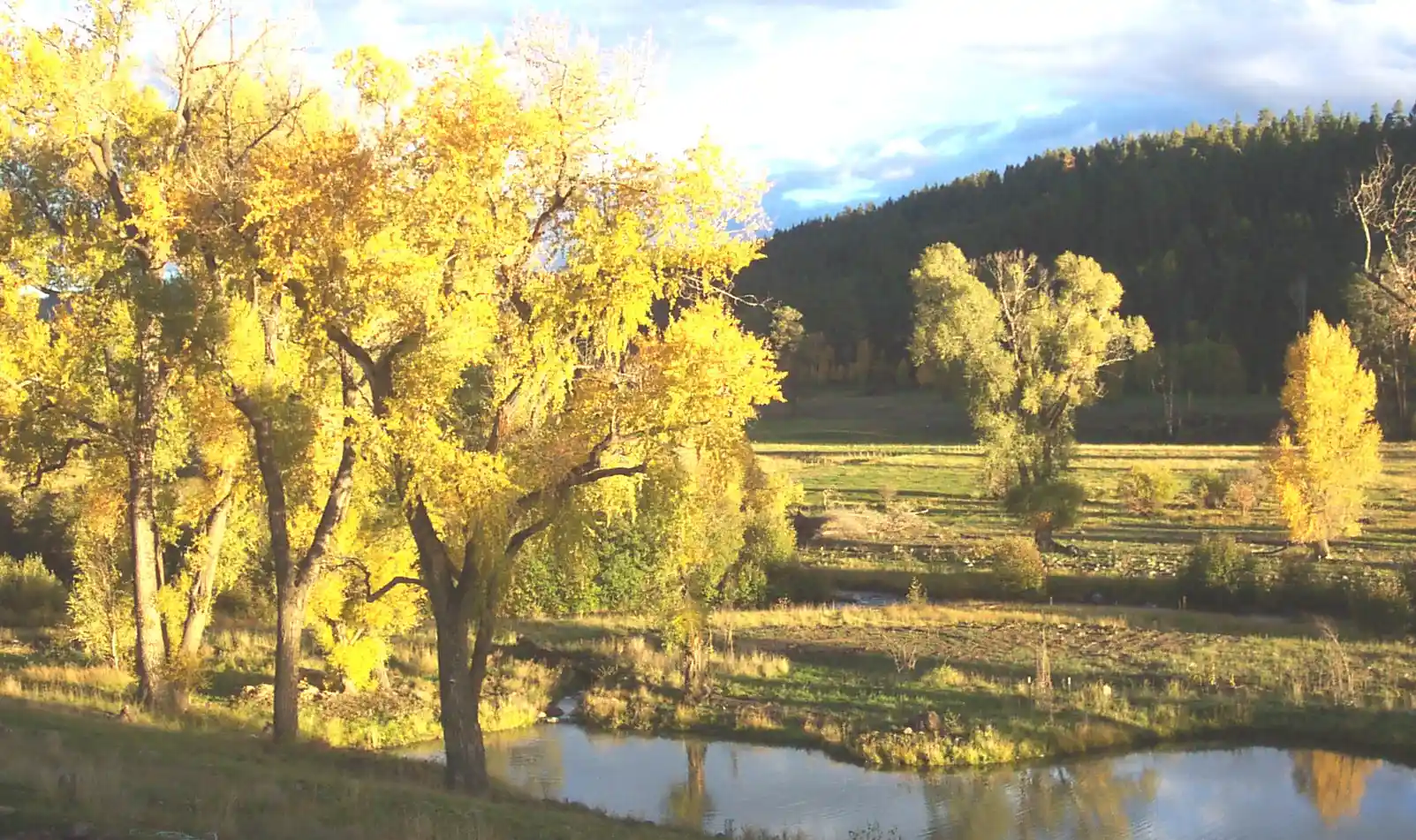 photo of fall trees with leaves turning yellow